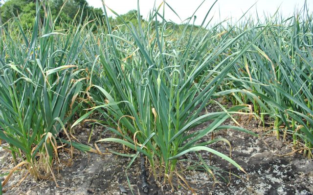 Knoblauch Landwirtschaft