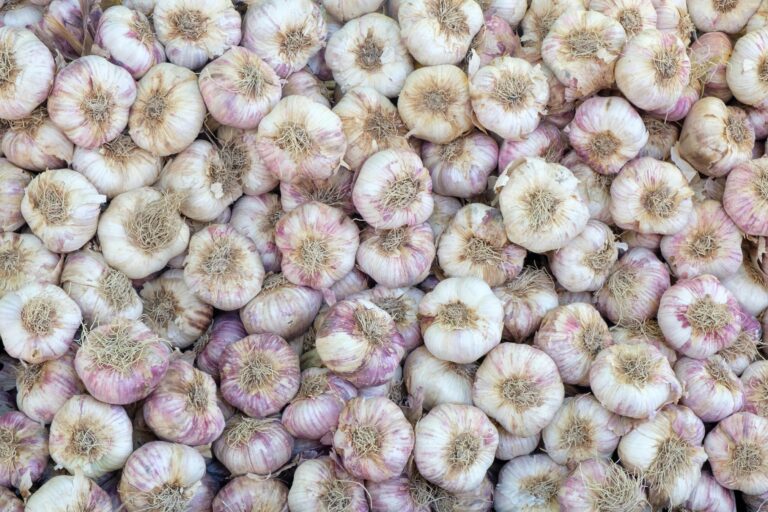 A high-quality image of numerous fresh garlic bulbs viewed from above. Perfect for culinary uses.